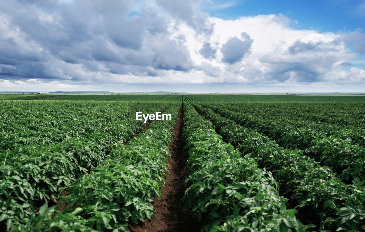 landscape, agriculture, sky, field, environment, land, cloud, crop, rural scene, plant, nature, growth, vegetable, food, food and drink, farm, soil, horizon over land, horizon, green, scenics - nature, plantation, in a row, beauty in nature, no people, freshness, rural area, healthy eating, outdoors, blue, plant part, leaf, day, urban skyline, organic, cereal plant, corn, environmental conservation, flower, abundance, raw potato, tranquility, summer, cloudscape, harvesting