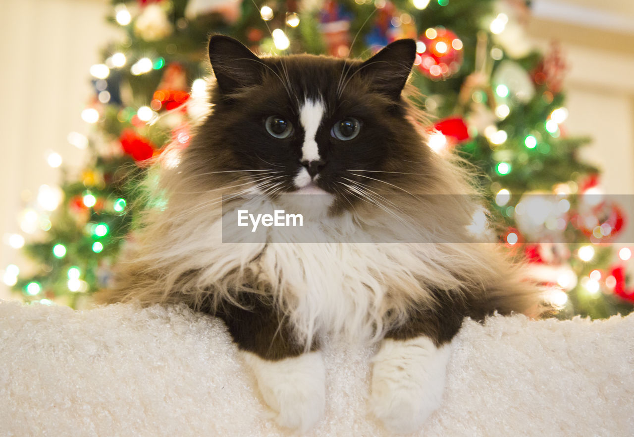 Portrait of cat against illuminated christmas tree