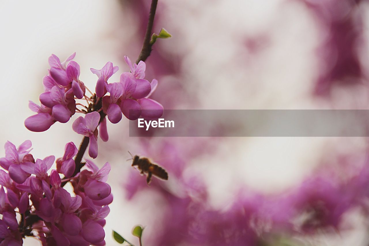 Bee flying by pink flowers in park