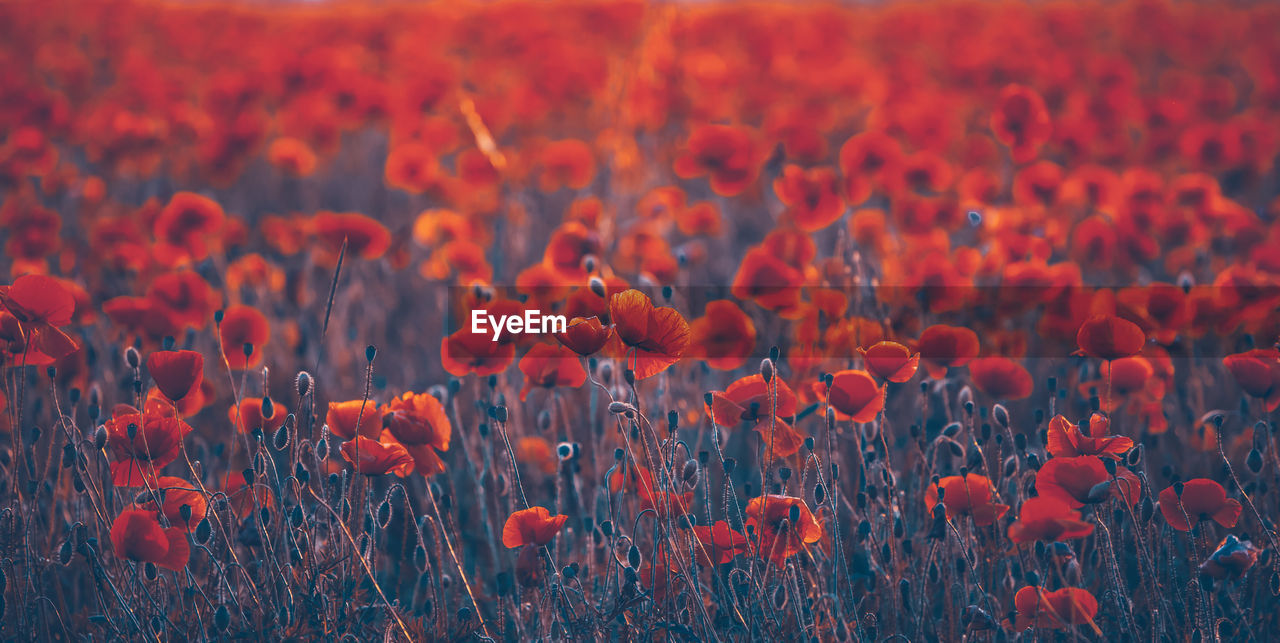 CLOSE-UP OF POPPIES ON FIELD