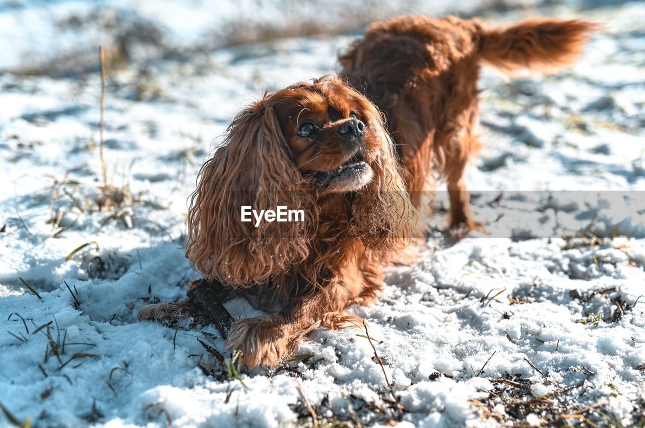 Close-up of a dog on snow covered land