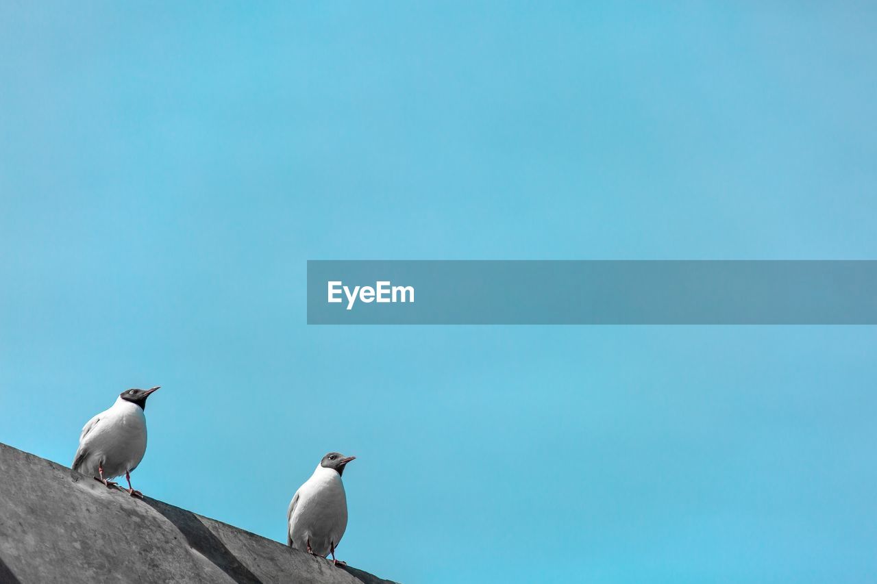 Low angle view of birds perched against clear sky