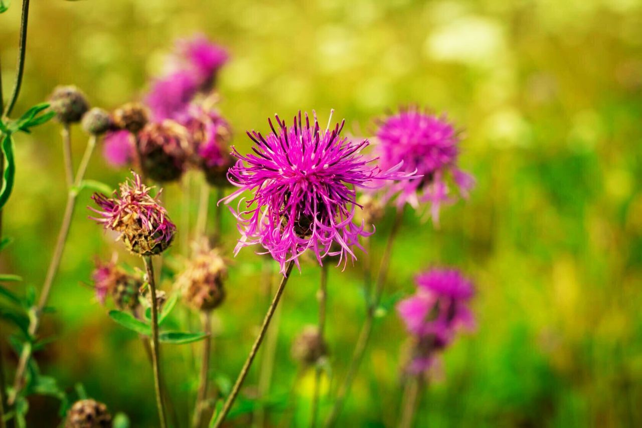 flower, nature, plant, petal, purple, growth, fragility, beauty in nature, flower head, focus on foreground, outdoors, day, field, no people, close-up, pink color, freshness, green color, springtime