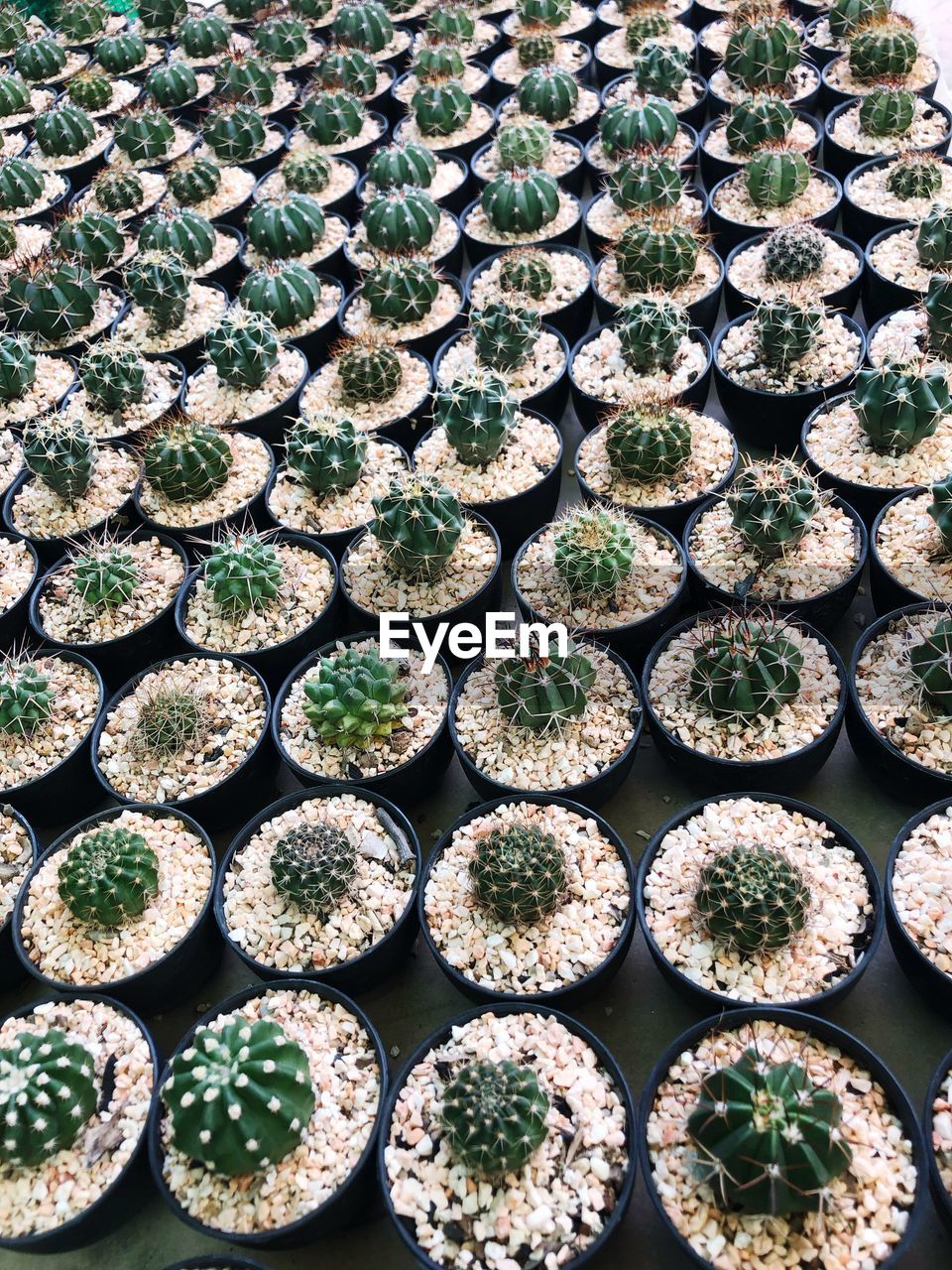 HIGH ANGLE VIEW OF SUCCULENT PLANTS