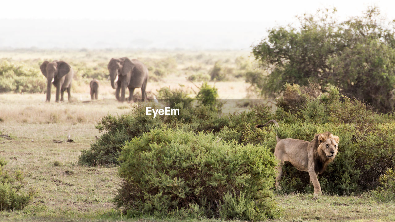 Lion walking amidst bush against elephants standing on field
