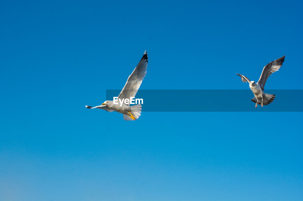 LOW ANGLE VIEW OF SEAGULLS FLYING