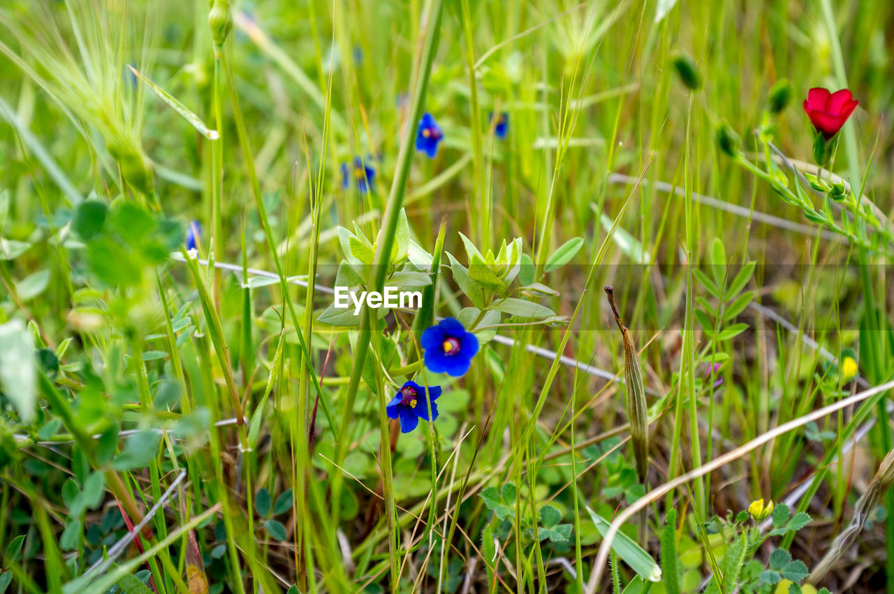 CLOSE-UP OF PURPLE FLOWERING PLANTS IN FIELD