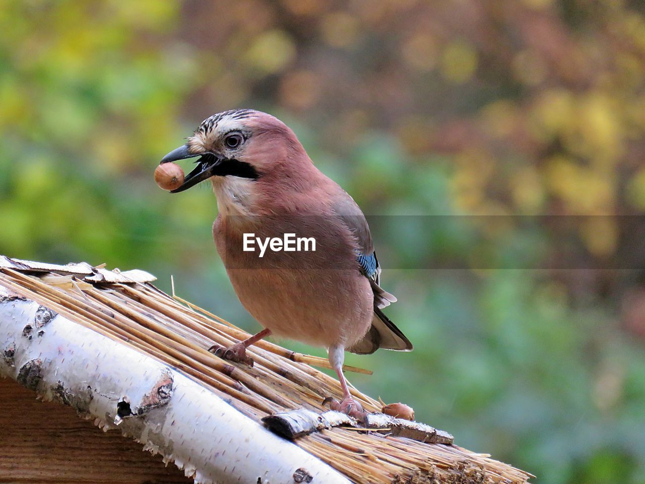 CLOSE-UP OF BIRD PERCHING ON A BRANCH
