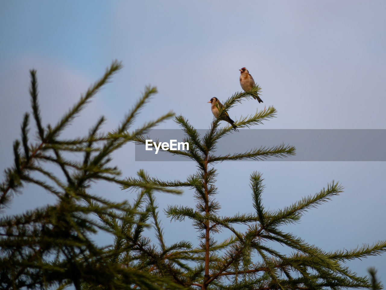 LOW ANGLE VIEW OF BIRD PERCHING ON TREE BRANCH