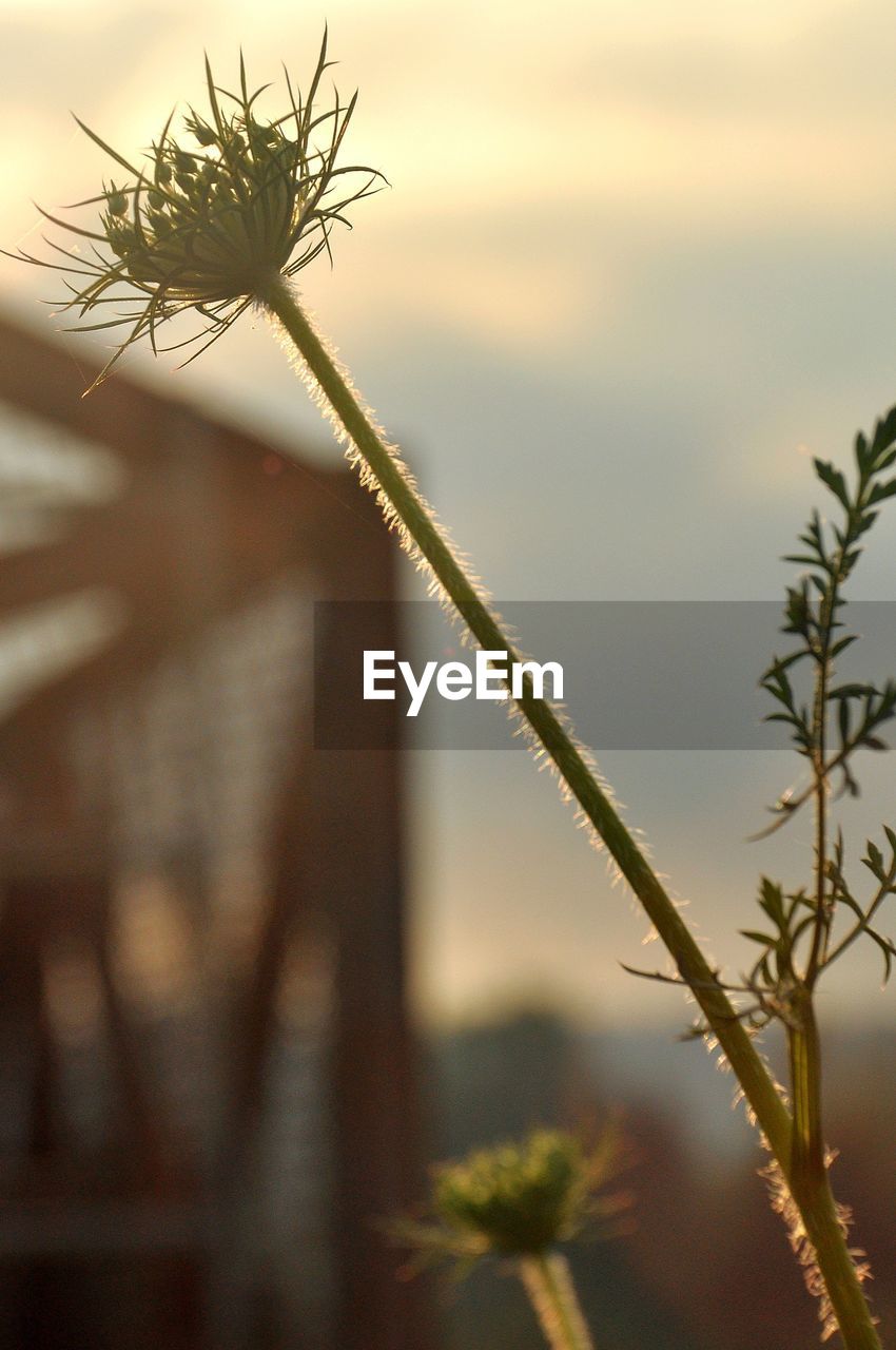 CLOSE-UP OF PLANTS AGAINST SKY