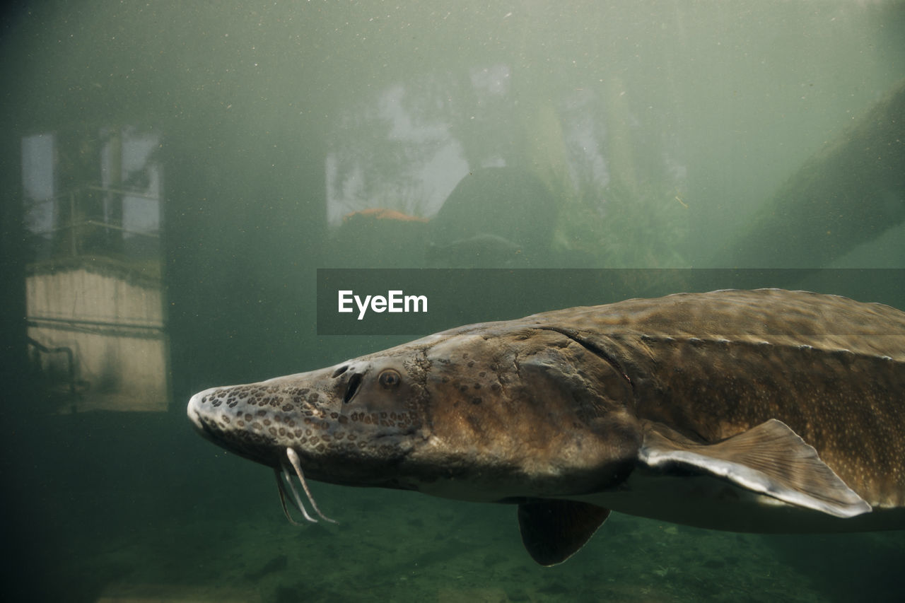 A giant sturgeon swims in a pond at the bonneville fish hatchery.