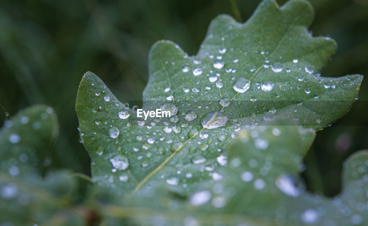 Close-up of dew drops on leaf