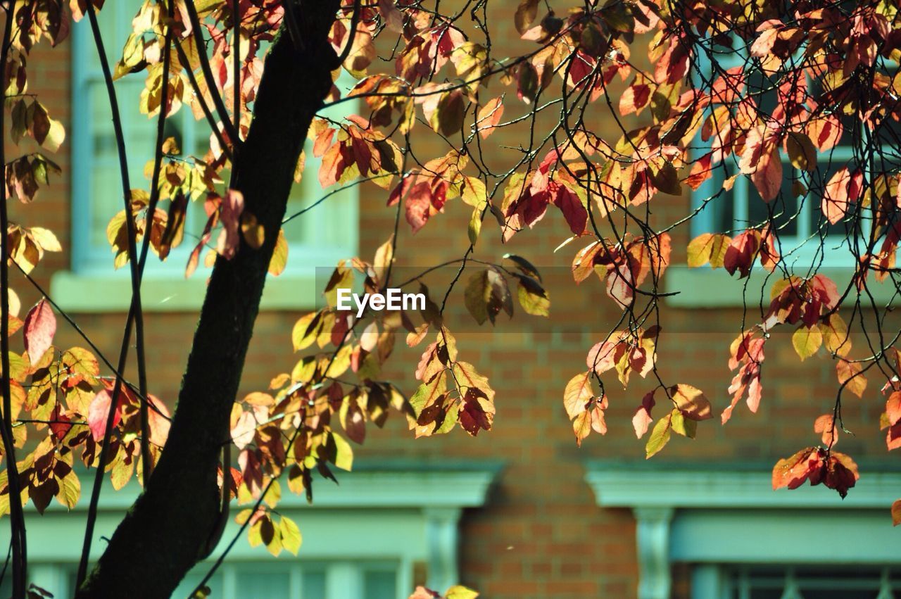 CLOSE-UP OF LEAVES ON TREE