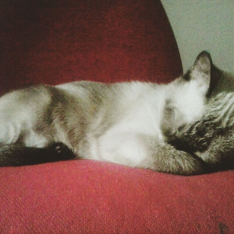 CLOSE-UP OF CAT SLEEPING ON SOFA