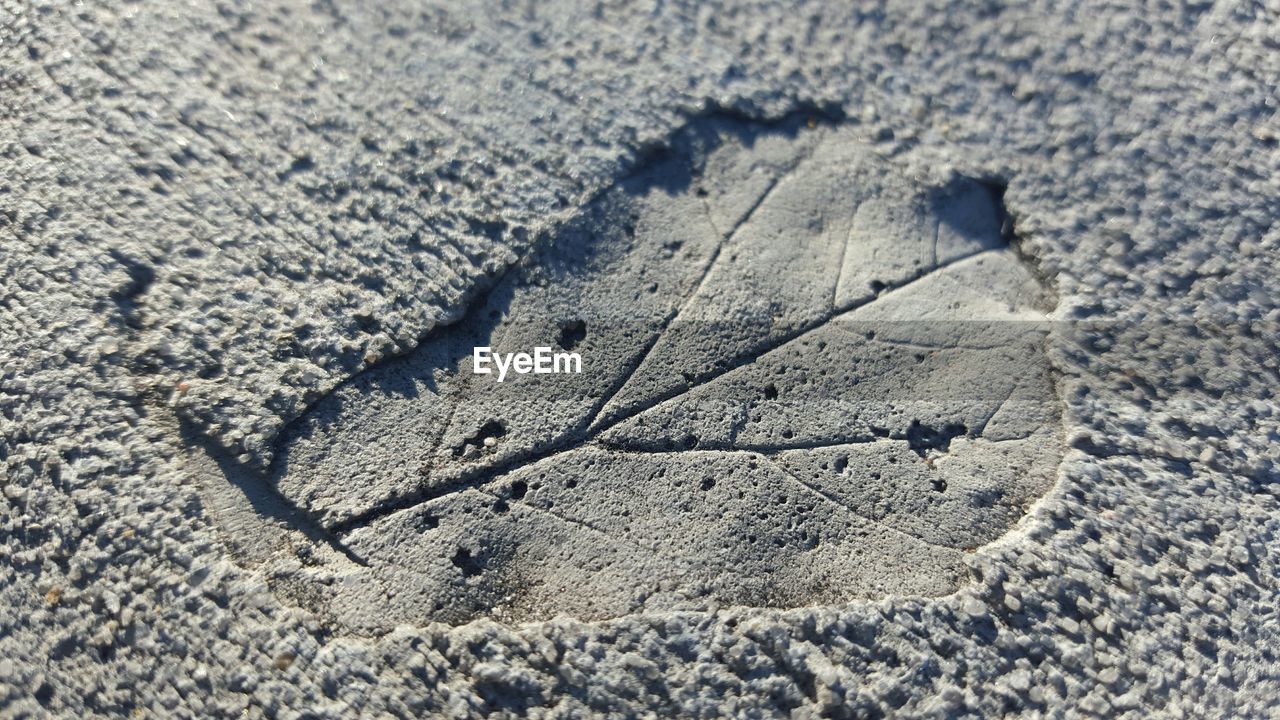 High angle view of leaf imprint on concrete