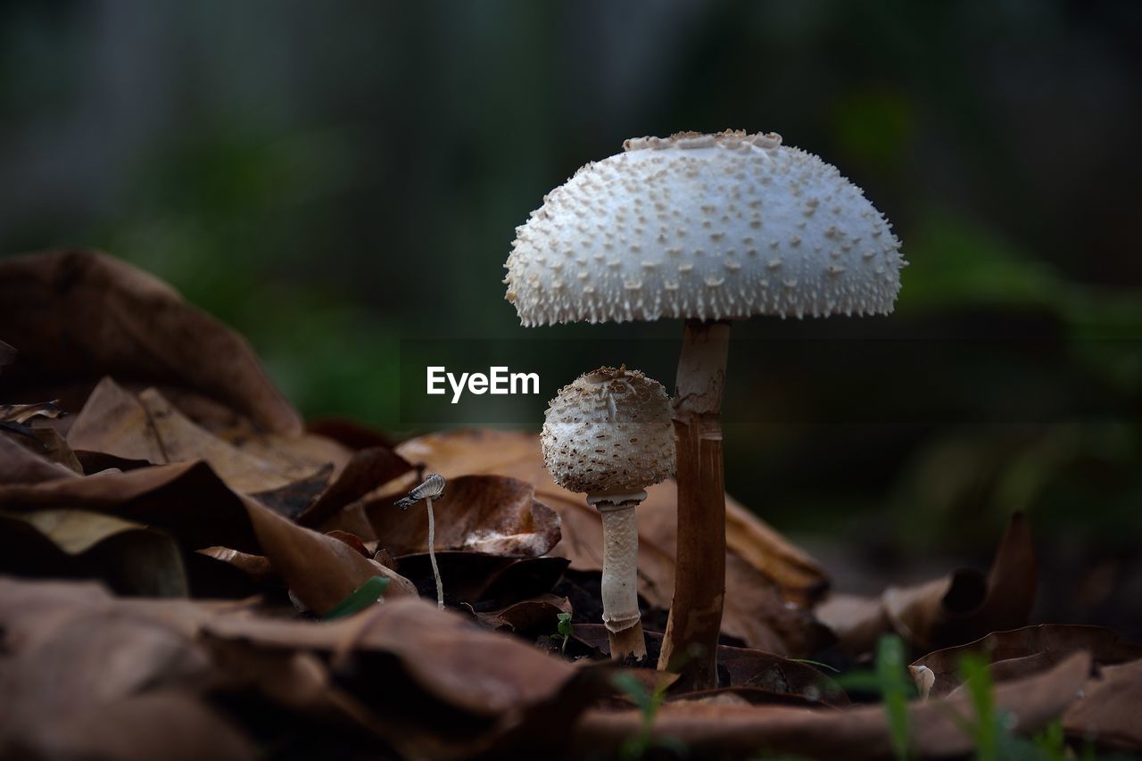 Close-up of wild mushrooms in field