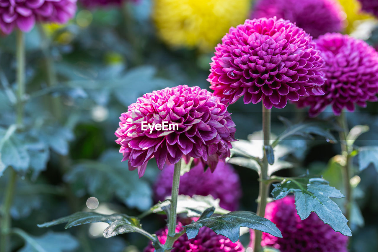 CLOSE-UP OF PURPLE FLOWERING PLANTS IN PARK