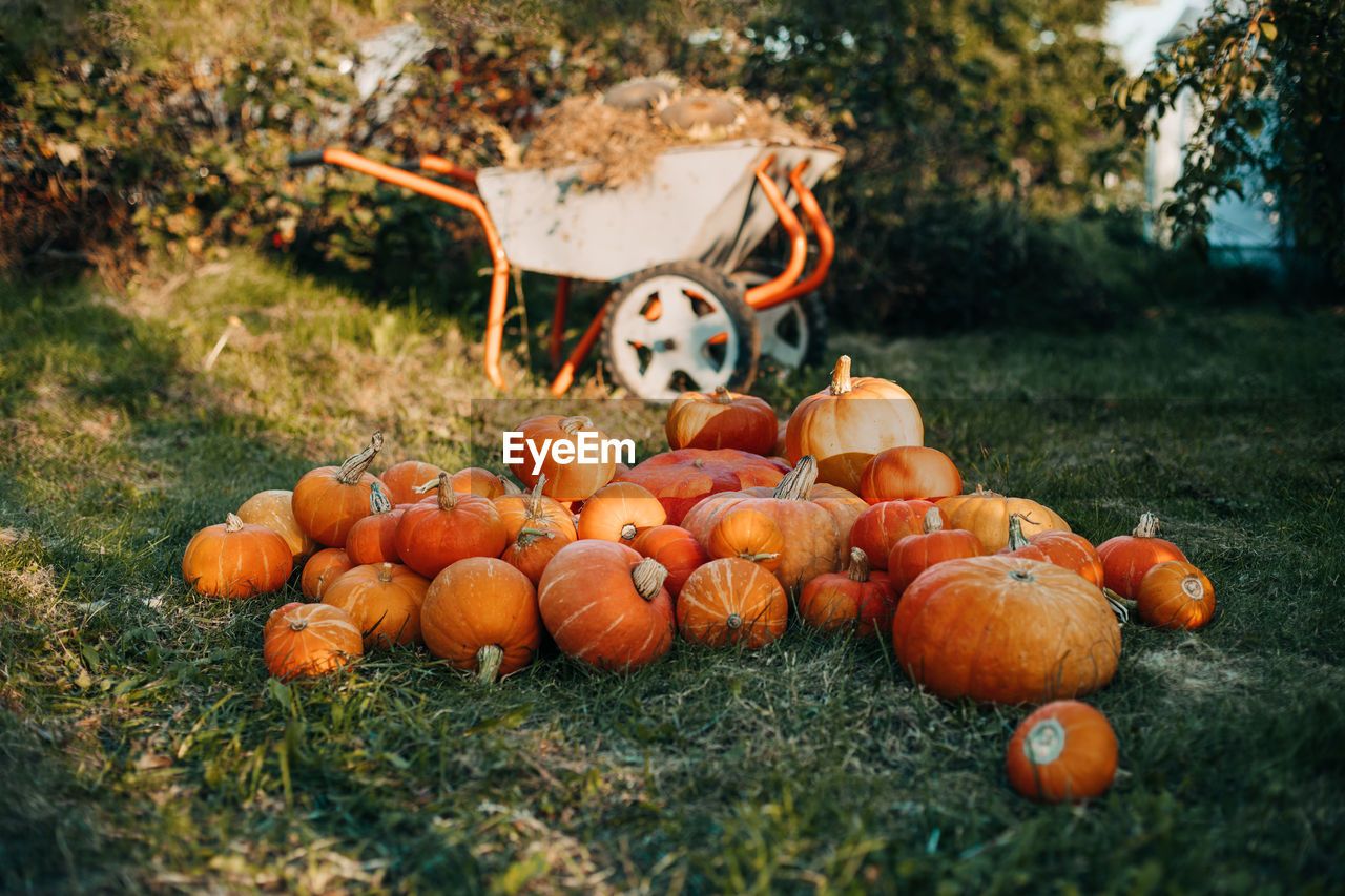 There are a lot of orange pumpkins on the grass in the garden. autumn theme. halloween