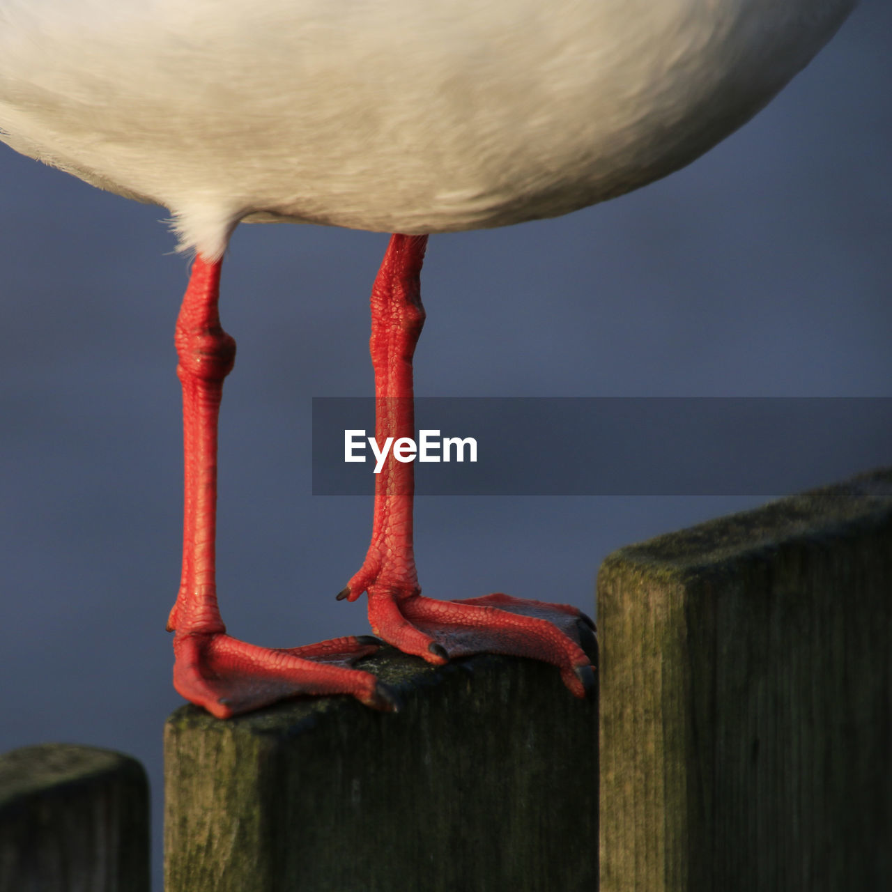 Low section of bird perching on wooden post