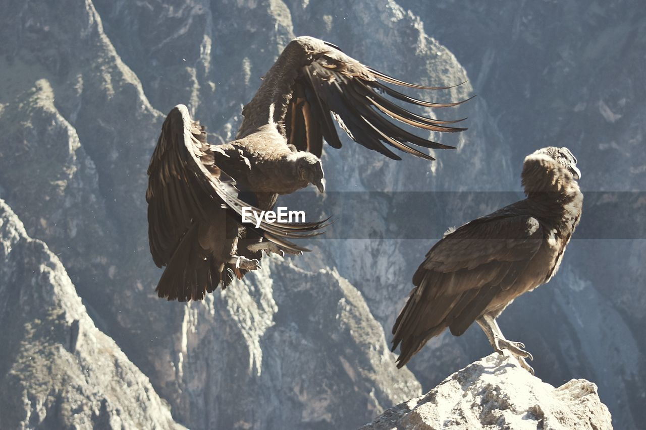 BIRDS FLYING OVER ROCKY MOUNTAINS