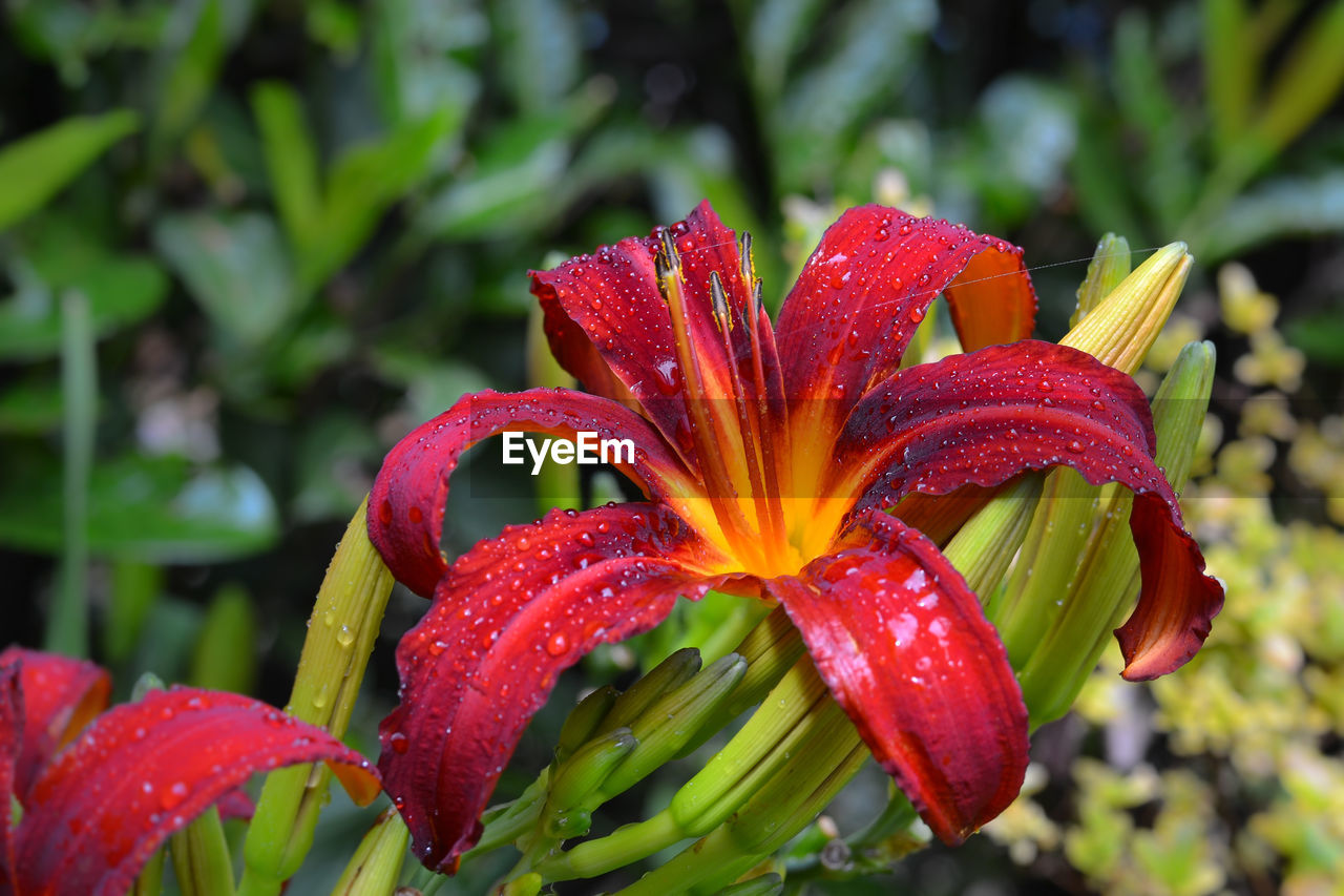 Close-up of wet red flowering plant