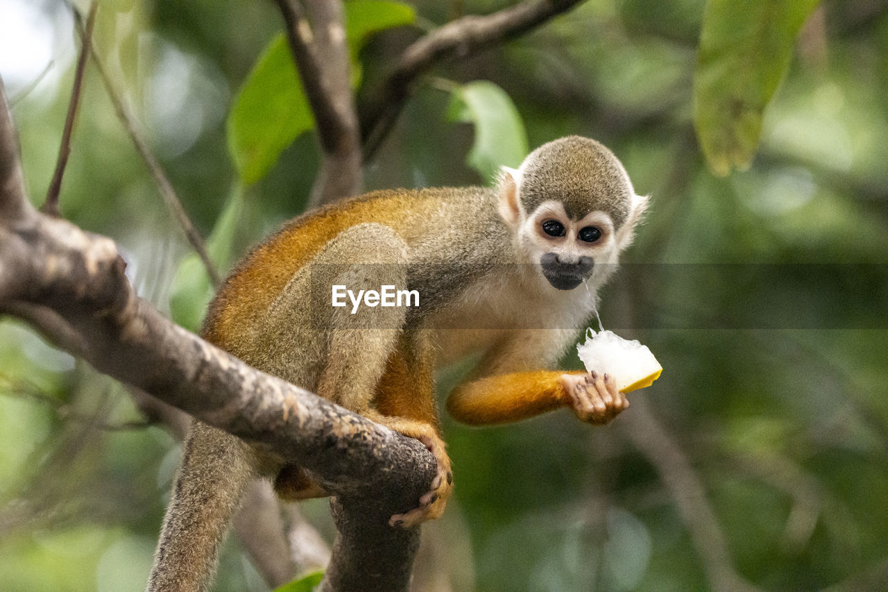 Squirrel monkey feeding on riverside tree in the amazon ariau river