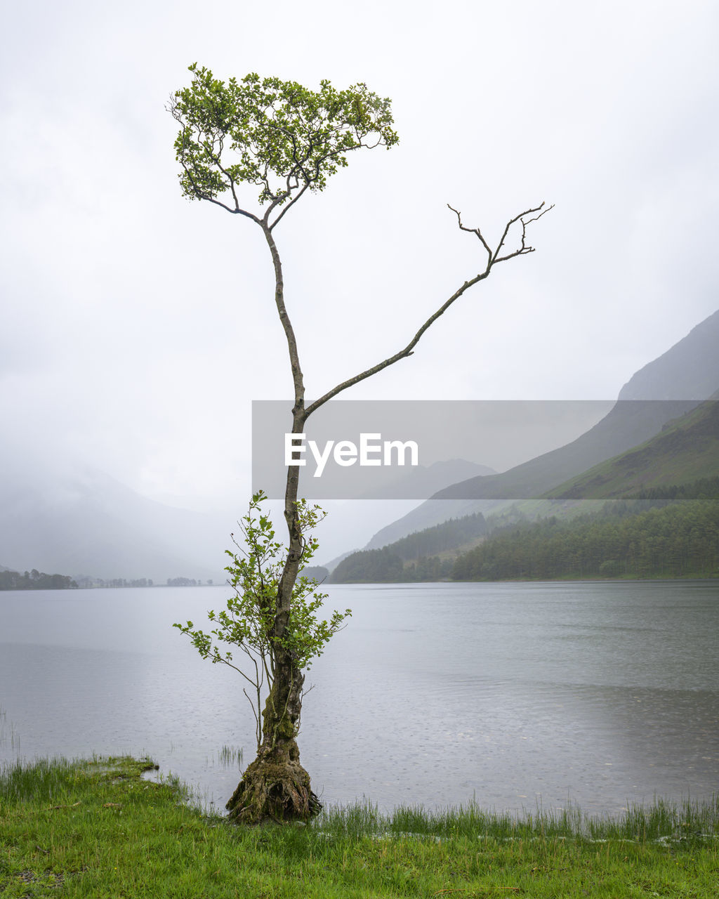 Lone tree in the rain at buttermere lake in the lake district uk