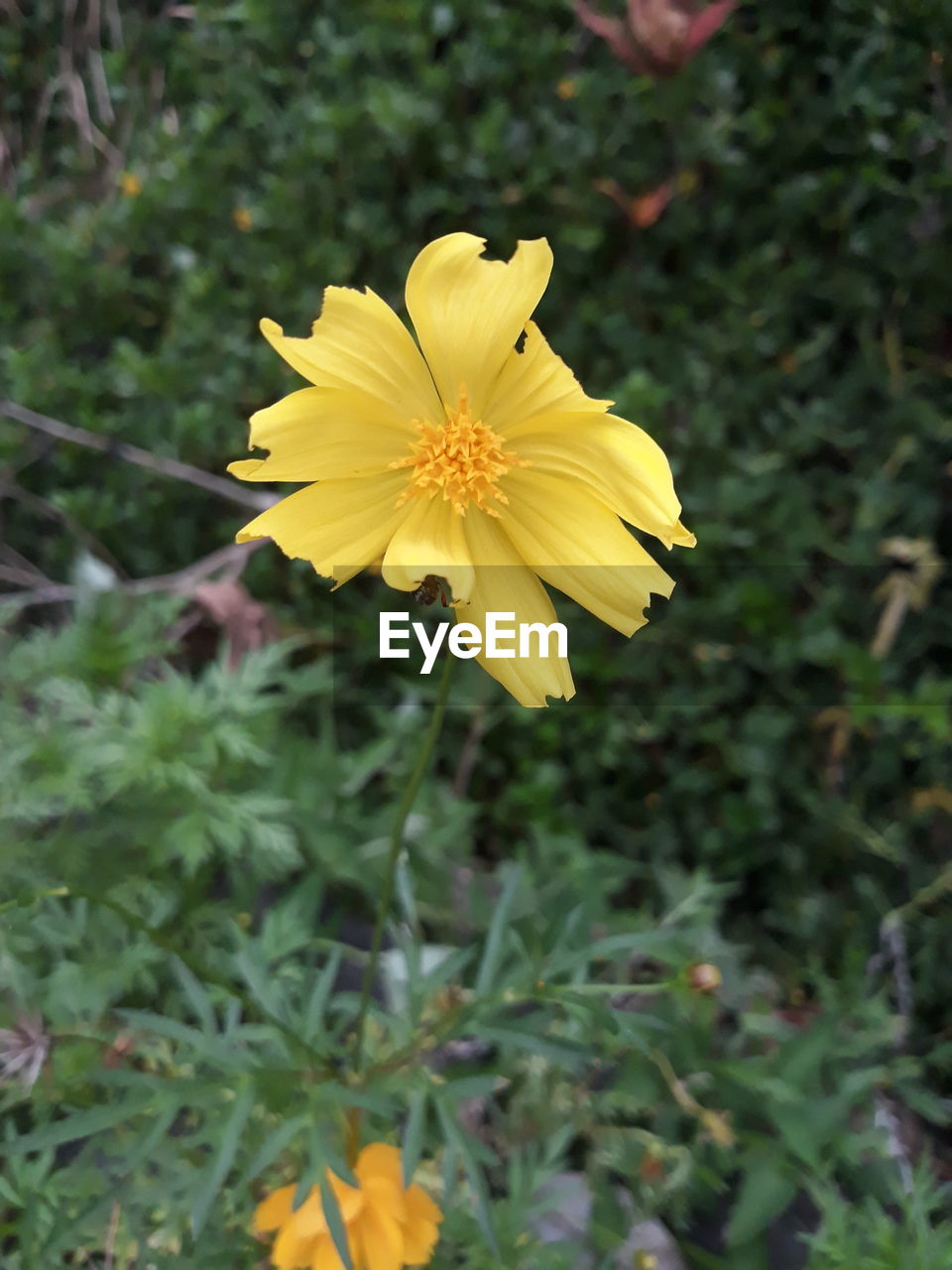 CLOSE-UP OF YELLOW COSMOS