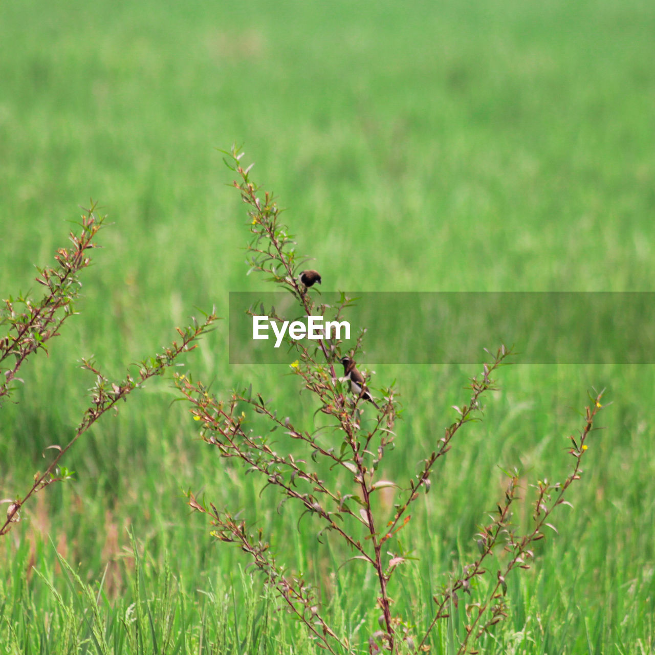 CLOSE-UP OF INSECT ON PLANT