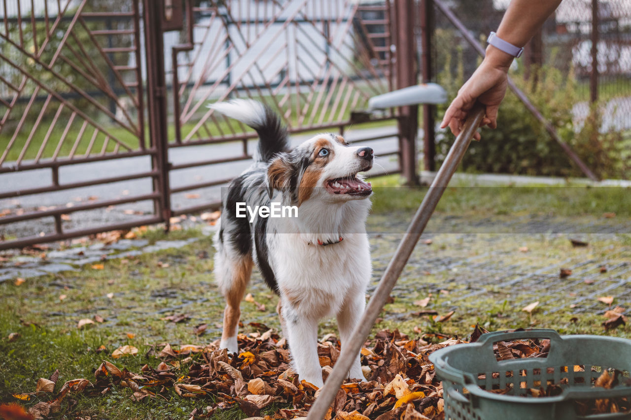 Australian shepherd puppy playing in a pile of colourful leaves and smiling happily