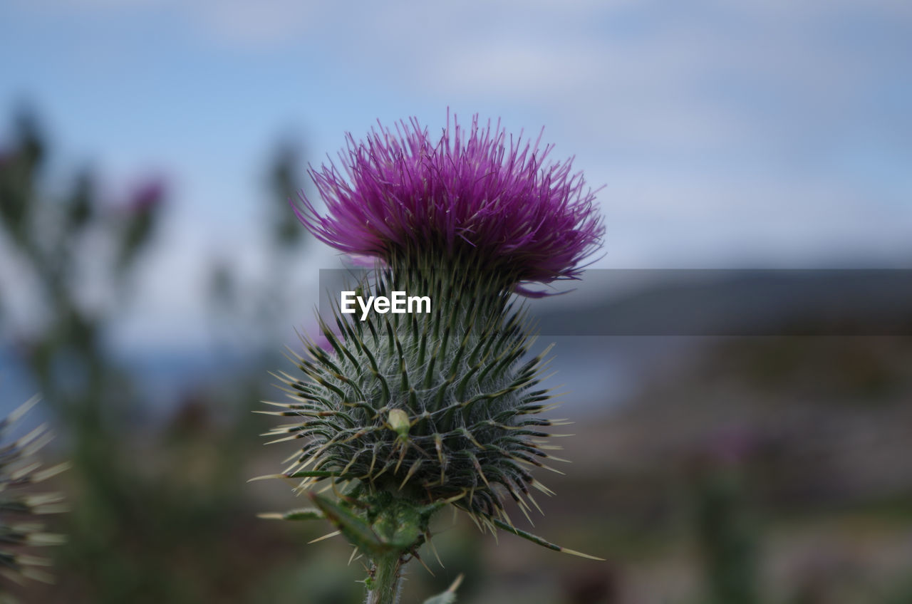 CLOSE-UP OF THISTLE AGAINST PURPLE FLOWERING PLANT