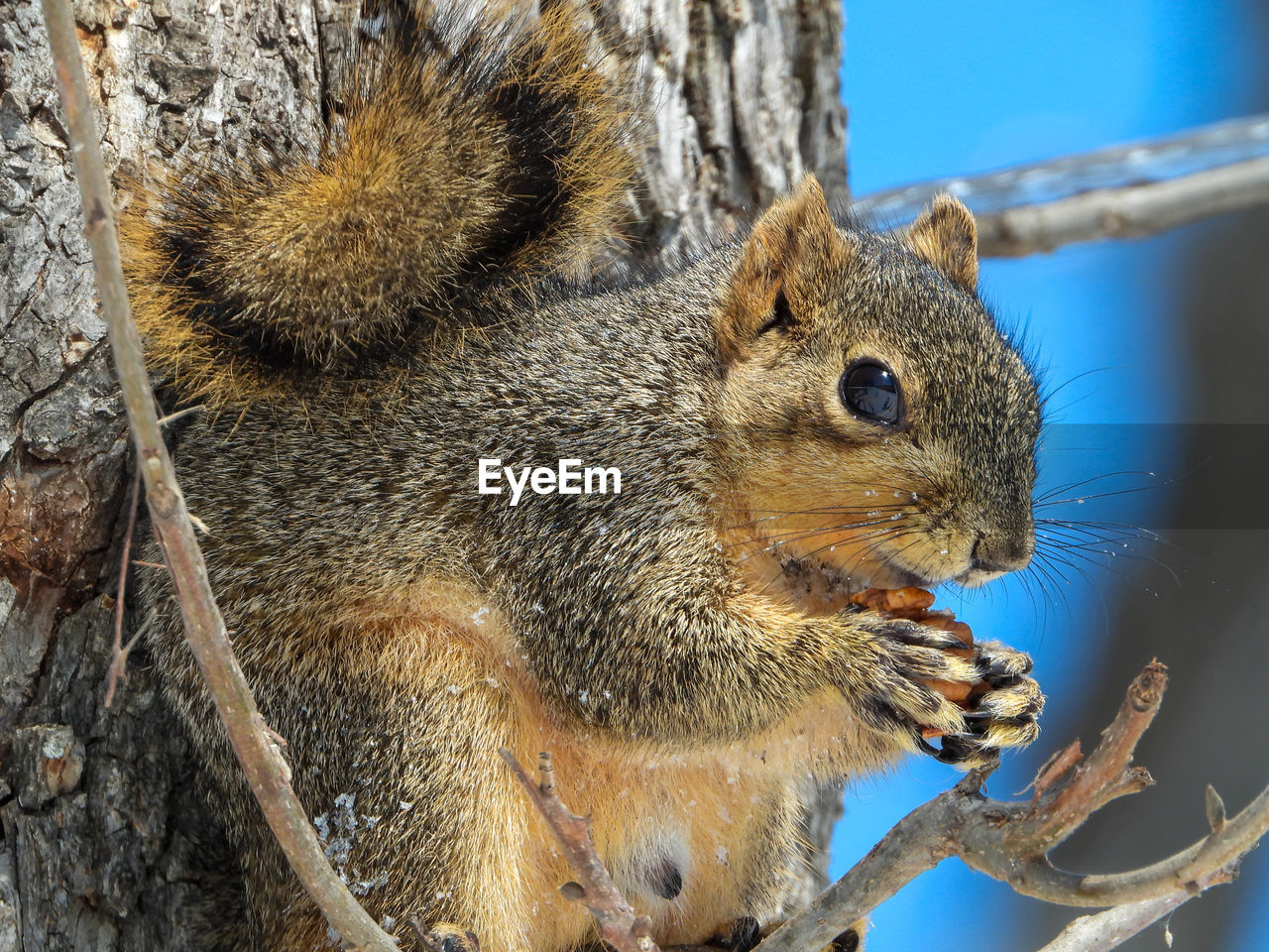 CLOSE-UP OF SQUIRREL EATING TREE