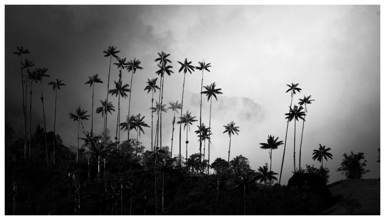 View of palm trees