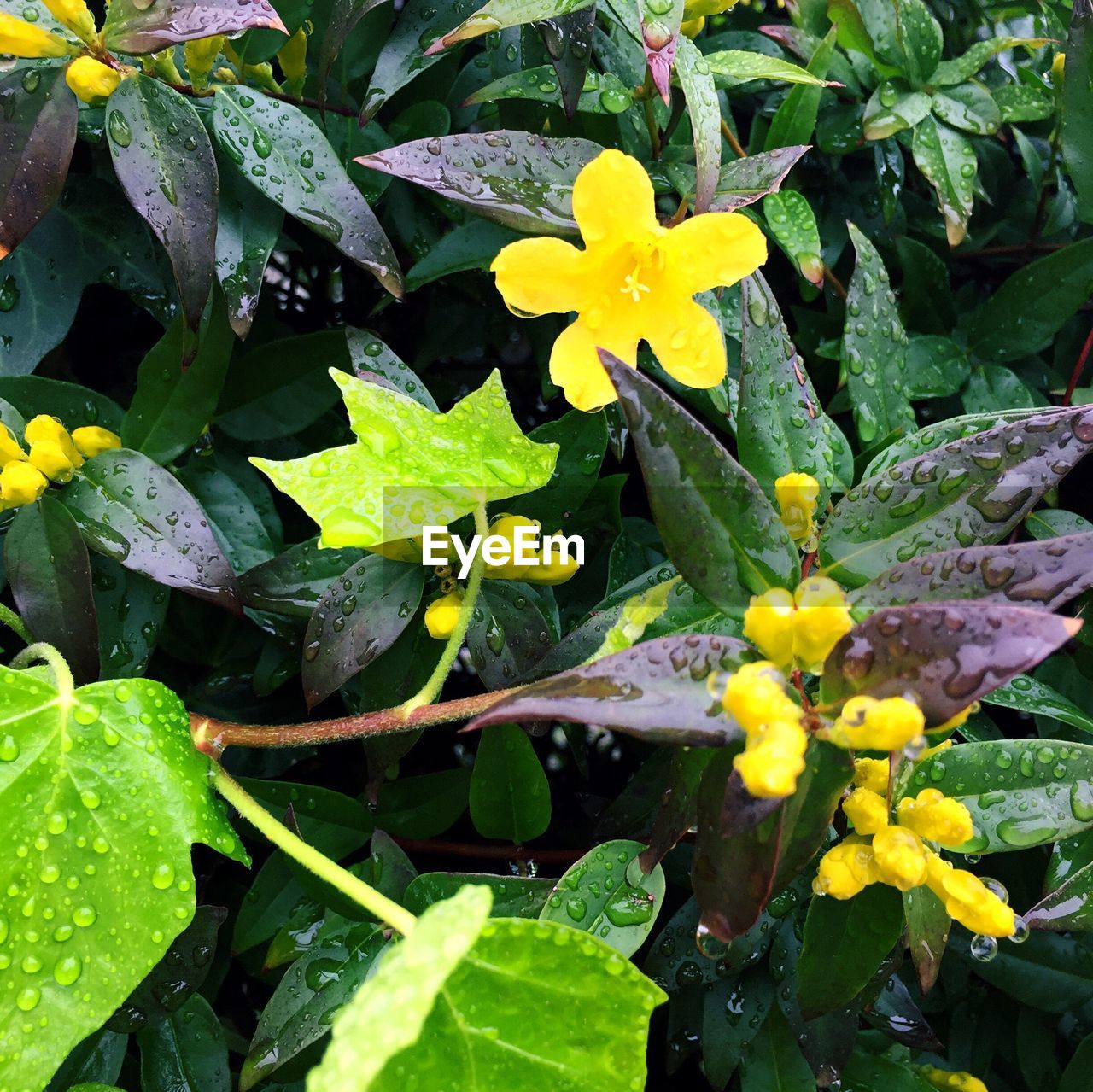 Close-up of yellow flowers