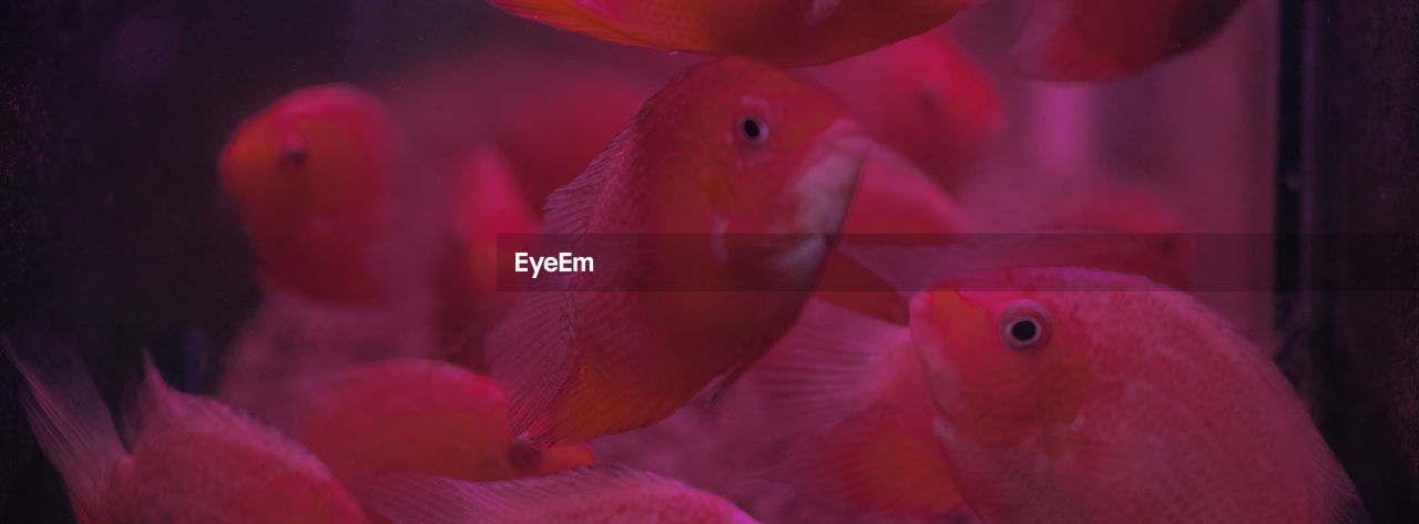 Close-up of red fish swimming in aquarium