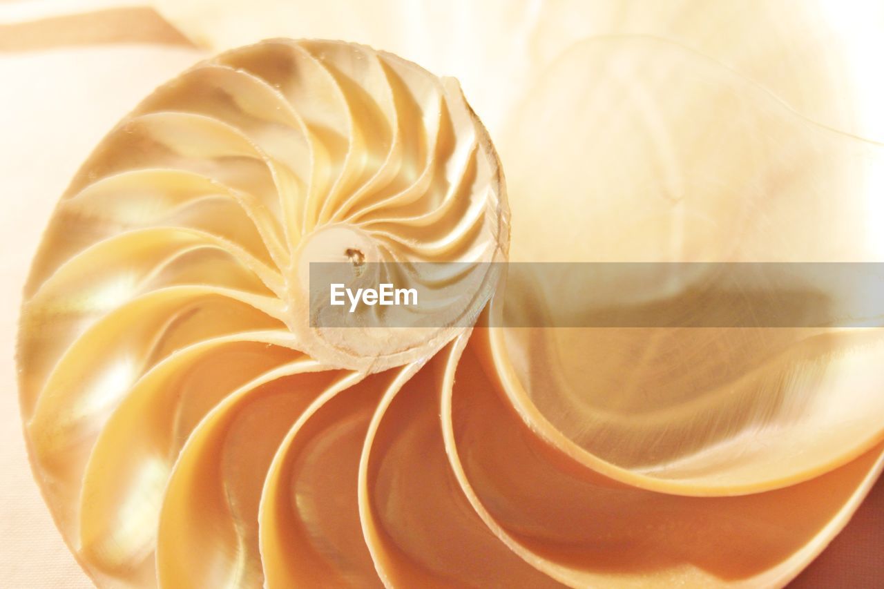 HIGH ANGLE VIEW OF A SHELL