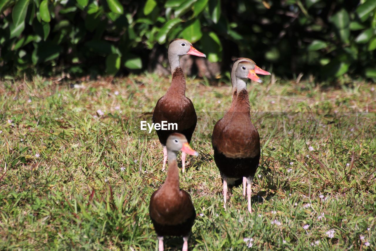 View of birds on land