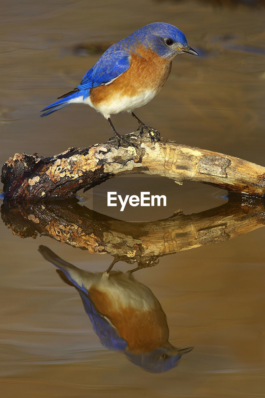 Close-up of male eastern bluebird perching on twig in water