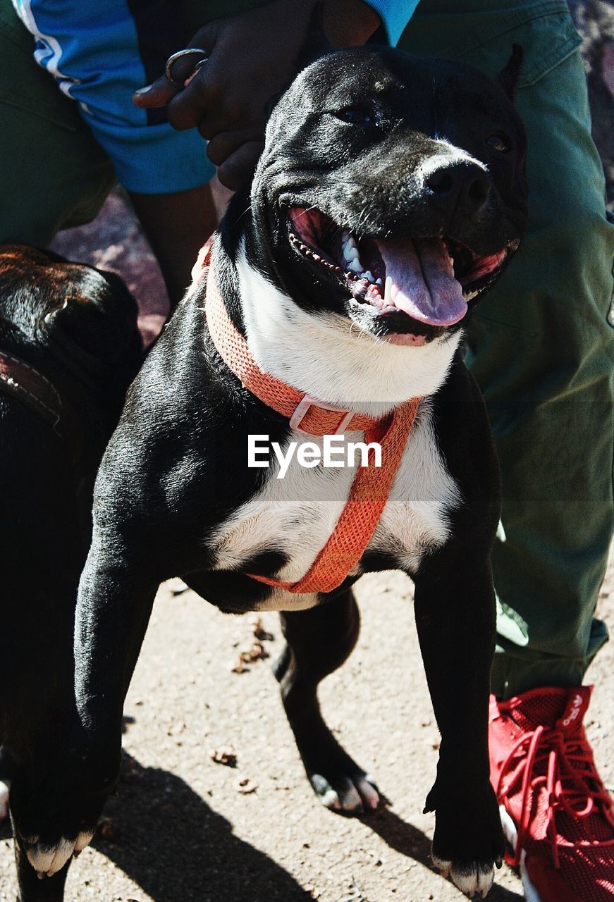 High angle view of people with dog
