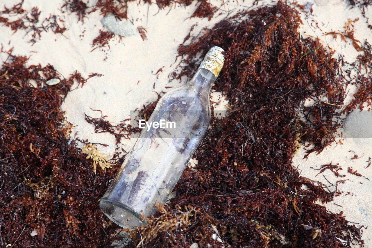CLOSE-UP OF DRY BOTTLE AGAINST PLANTS