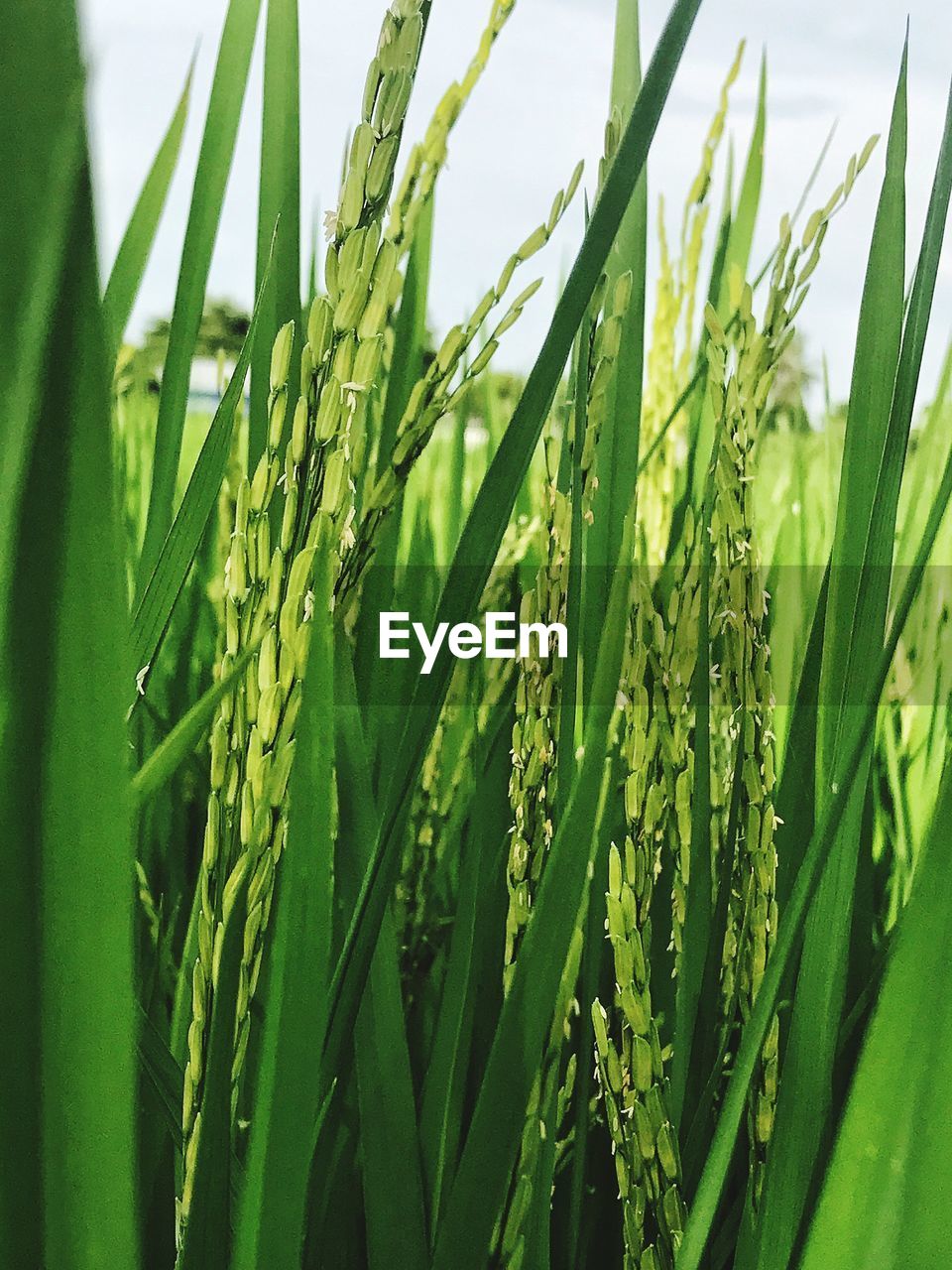 CLOSE-UP OF FRESH GREEN PLANTS ON FIELD