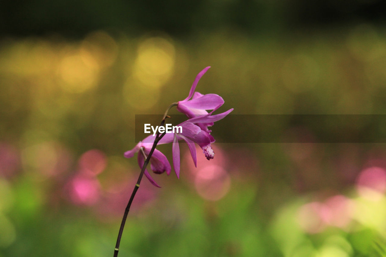 close-up of flowers blooming outdoors