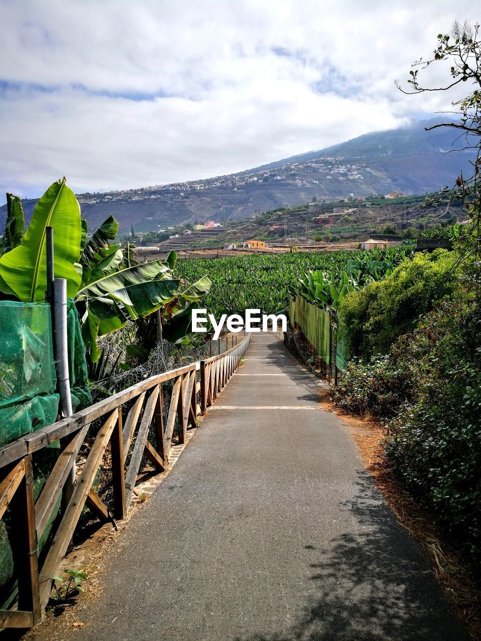 VIEW OF EMPTY ROAD ALONG PLANTS AND TREES