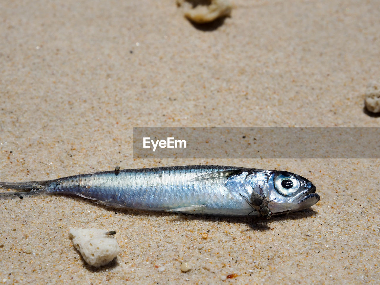 HIGH ANGLE VIEW OF FISH ON SAND