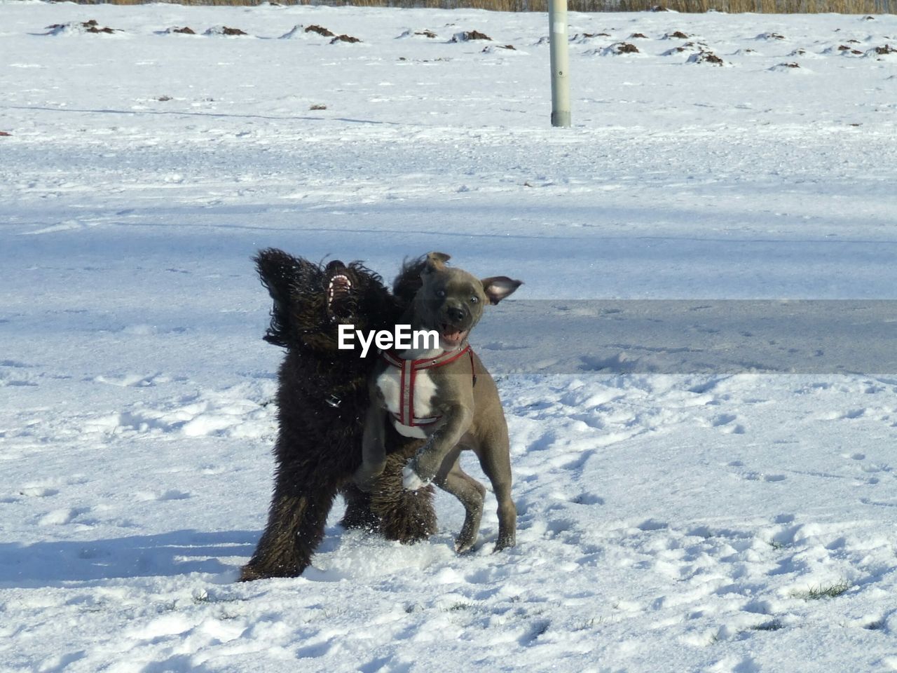 Dogs playing on snow covered field during winter