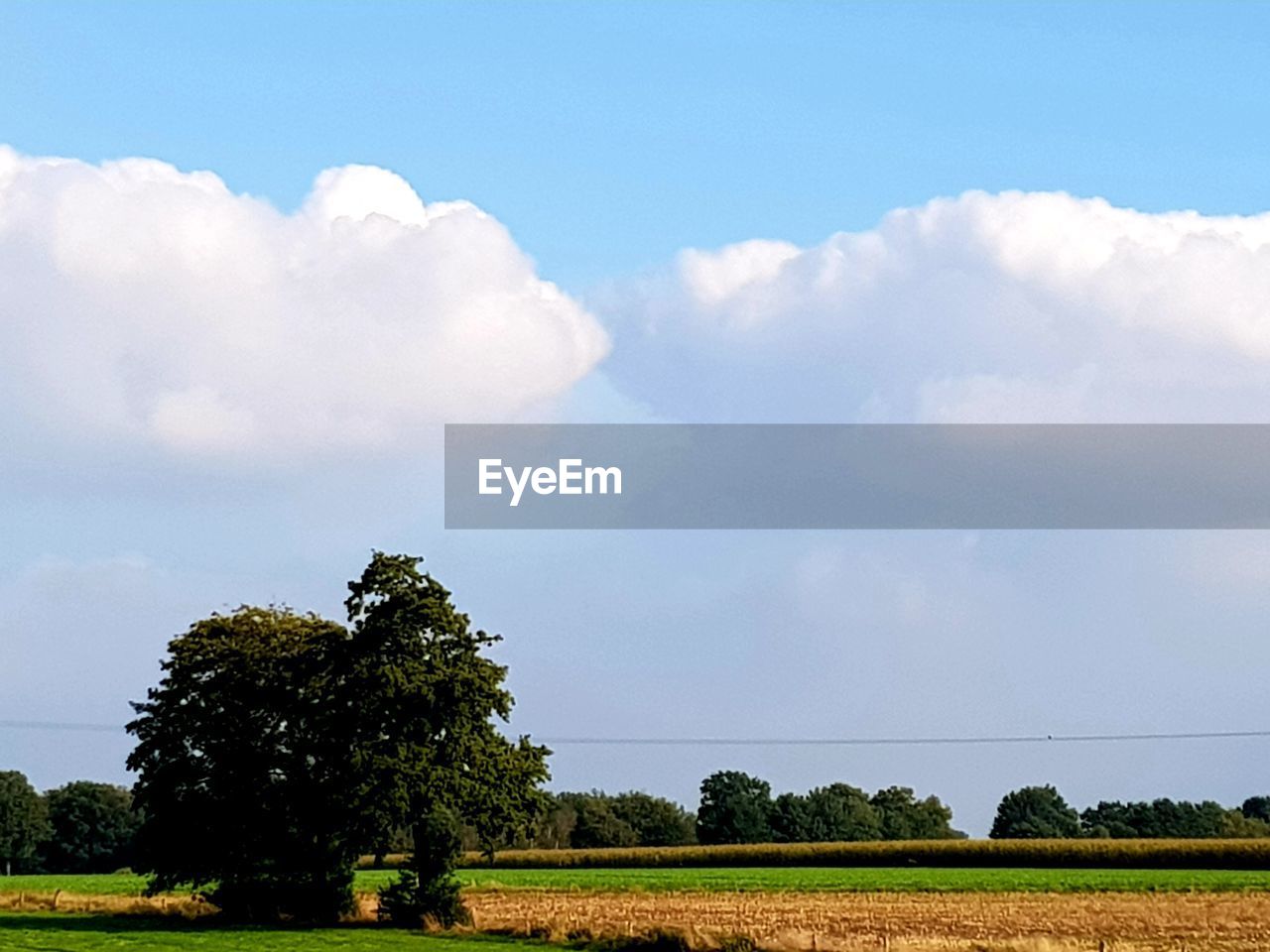 SCENIC VIEW OF TREES ON FIELD AGAINST SKY