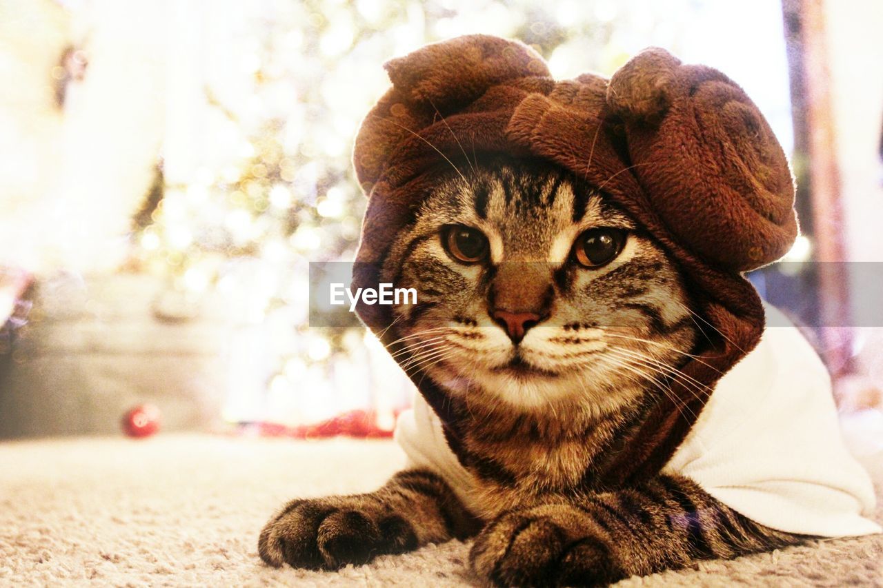 Close-up of cute cat wearing costume