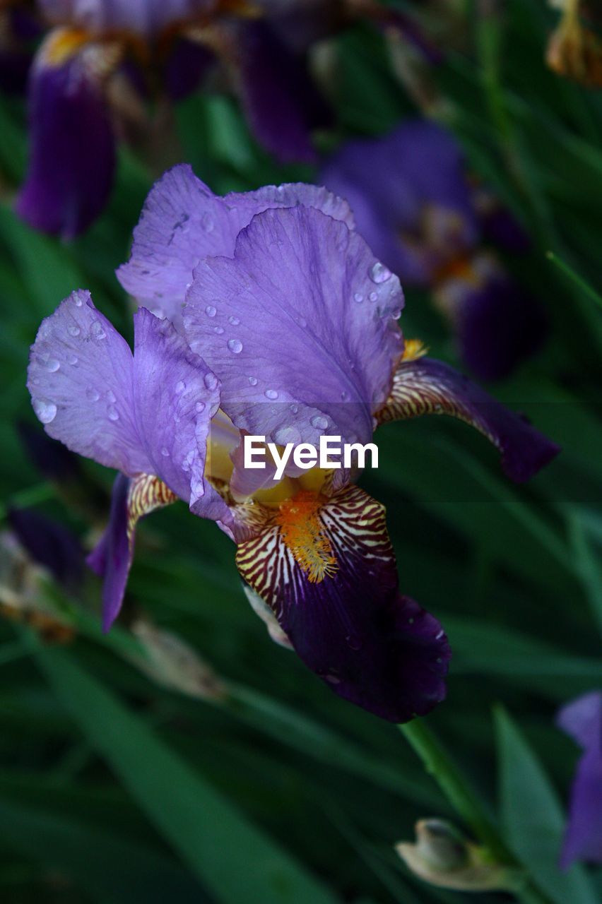 CLOSE-UP OF WATER DROPS ON PURPLE FLOWERS