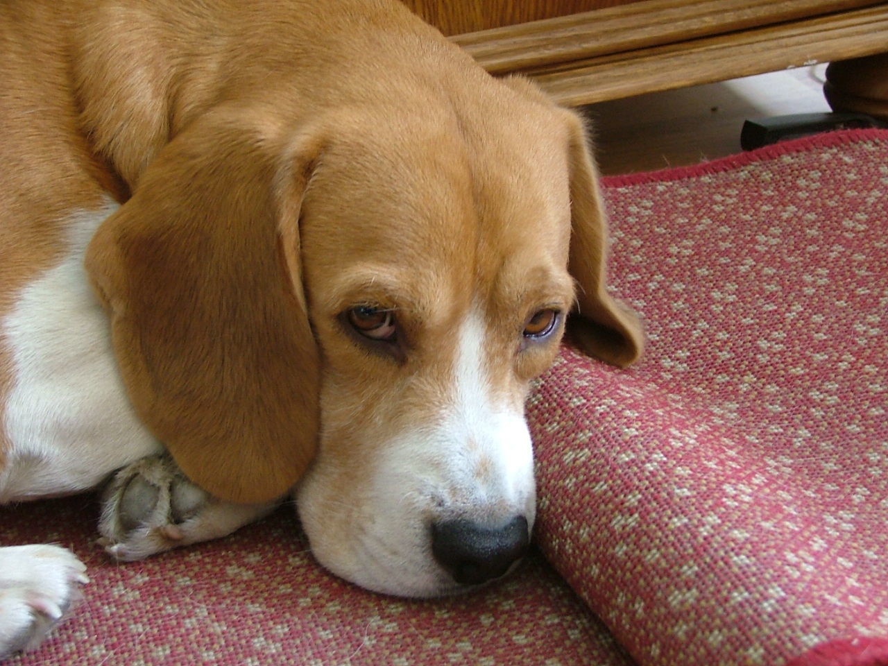 High angle view of beagle relaxing at home