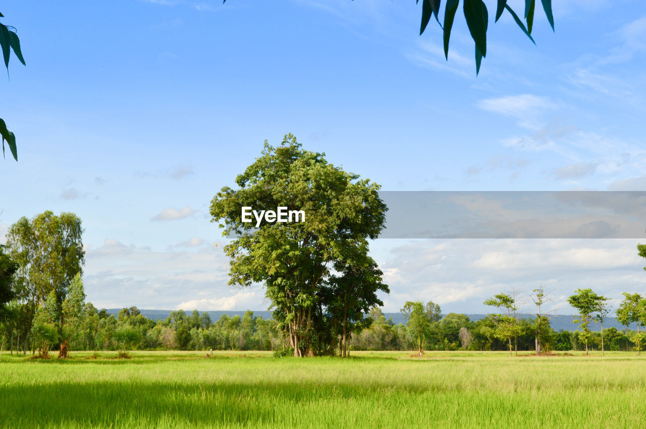 Trees on field against sky